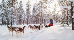 Husky sledding in Finland with Best Served Scandinavia